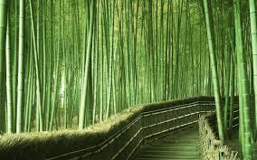 Bambou2