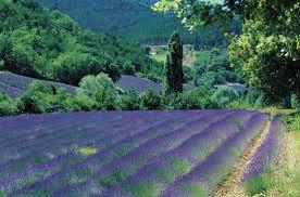 Provence2