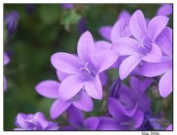 violette-1.jpg